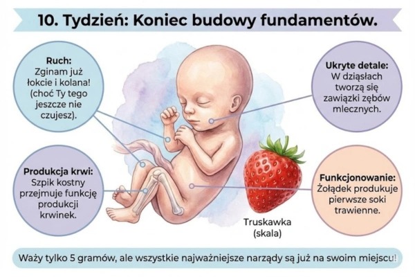 Rozwój płodu - jak wygląda dziecko w 10 tygodniu ciąży